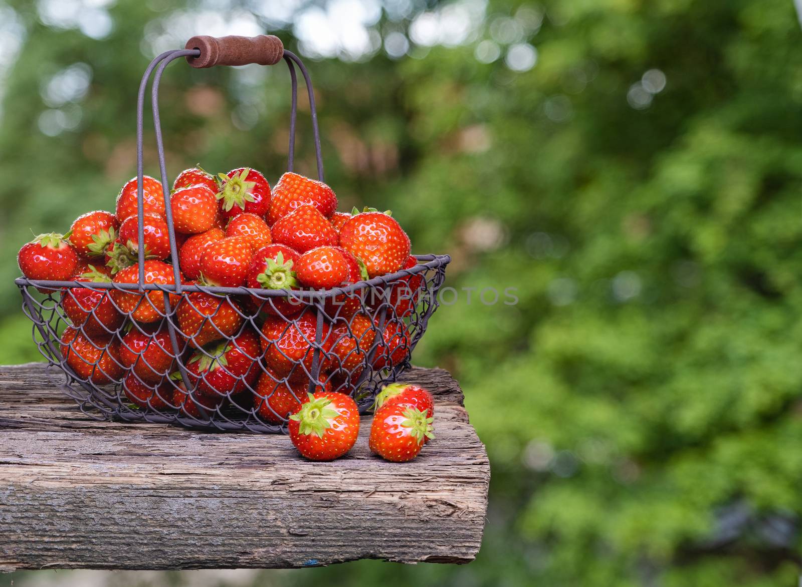 Strawberry with strawberry leaf in a metal basket. by Fischeron