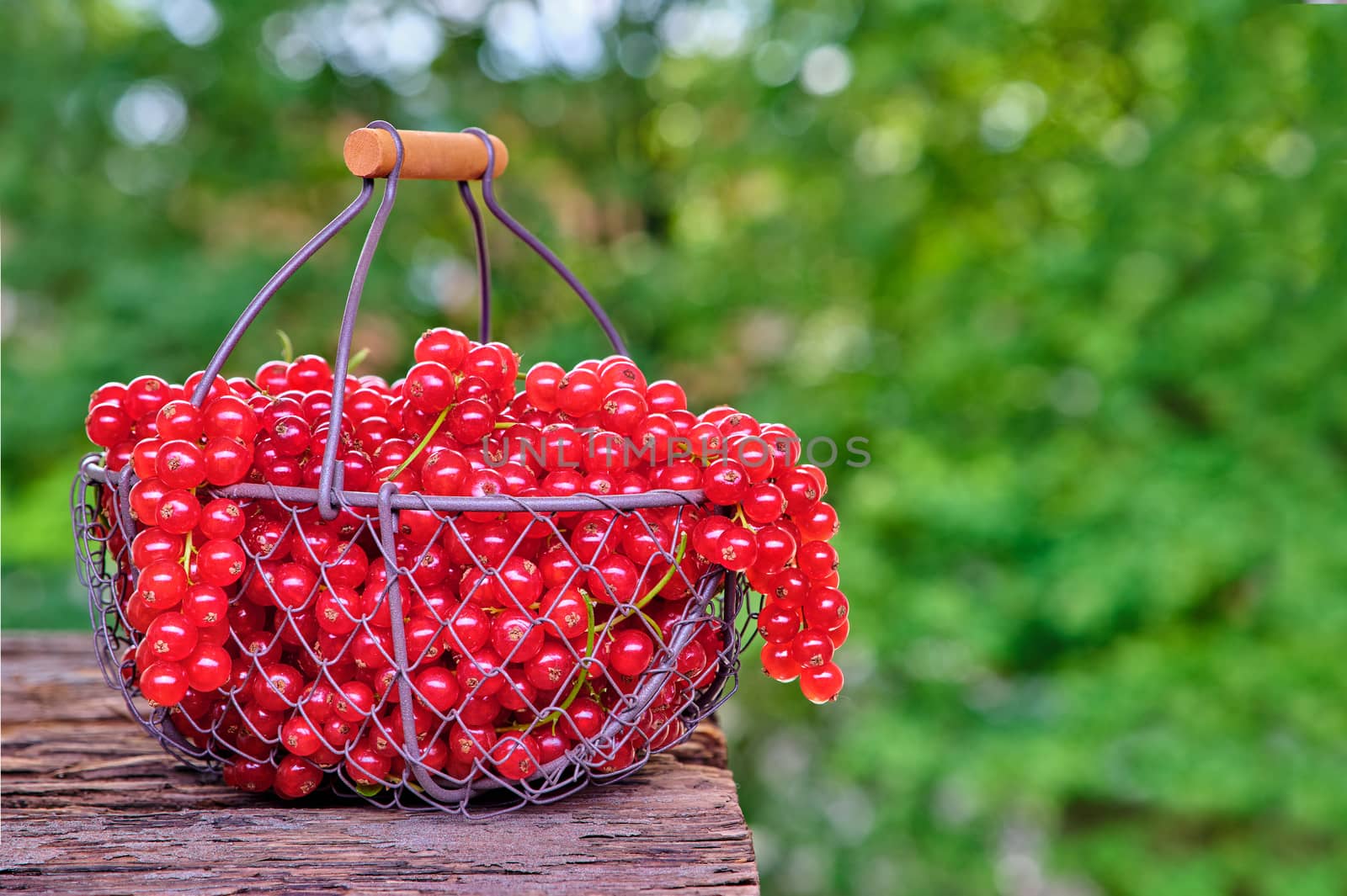 Red currant in a metal basket, backside background of green leaves.