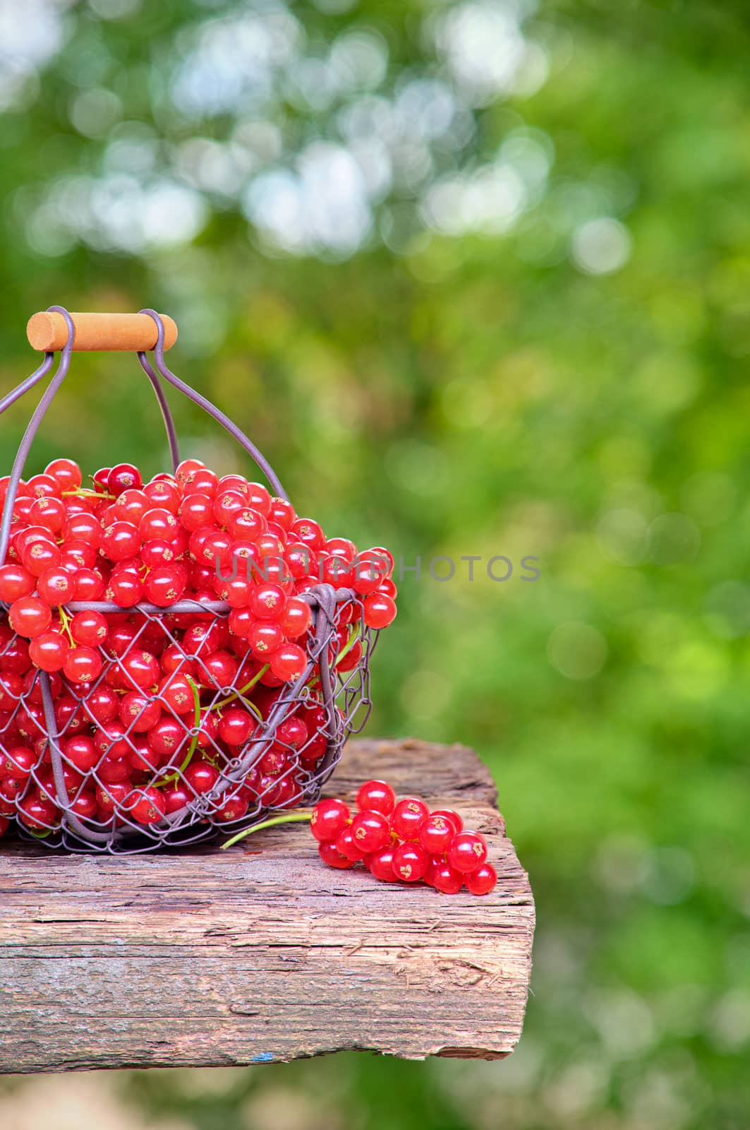 Red currant in a metal basket, backside background of green leaves.