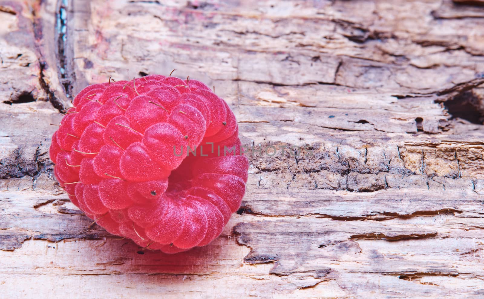 Single Large Raspberry Macro on wooden background.