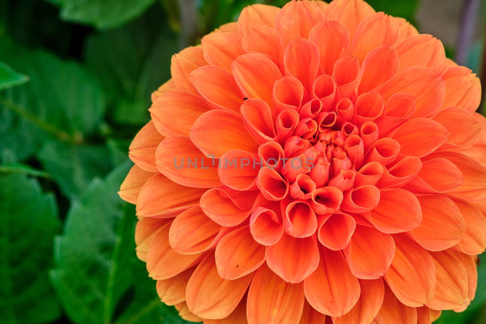 Close up of flower dahlia for background, Soft focus. by Fischeron