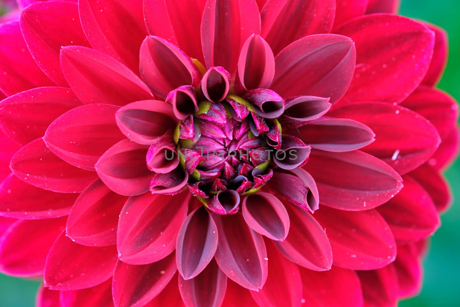 Close up of flower dahlia for background, Soft focus. by Fischeron