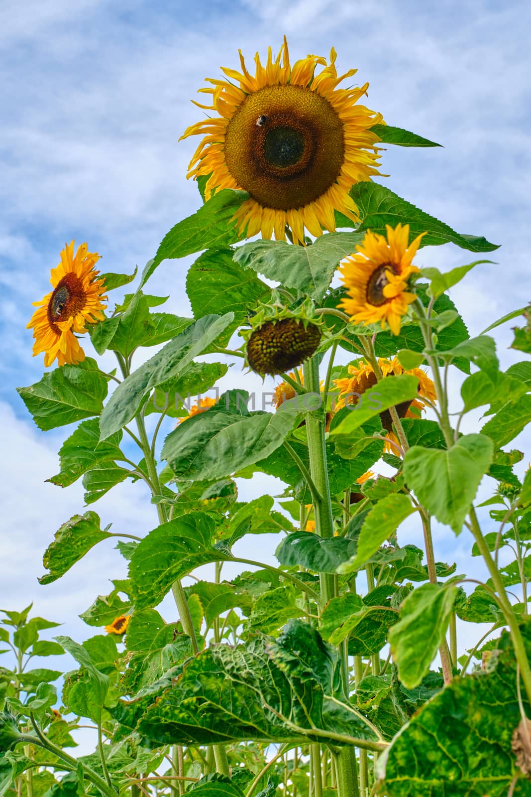 Sunflowers with bumblebee against the background of the cloudy sky.