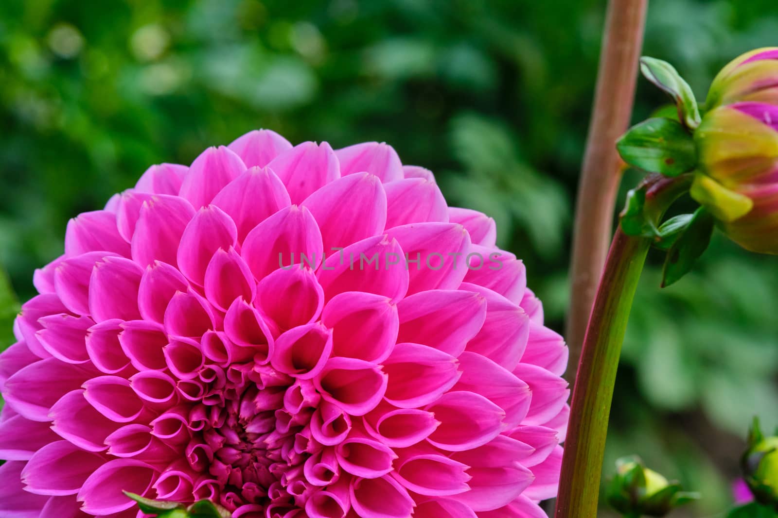 Dahlia petals macro, floral abstract background. Close up of flower dahlia for background, Soft focus.