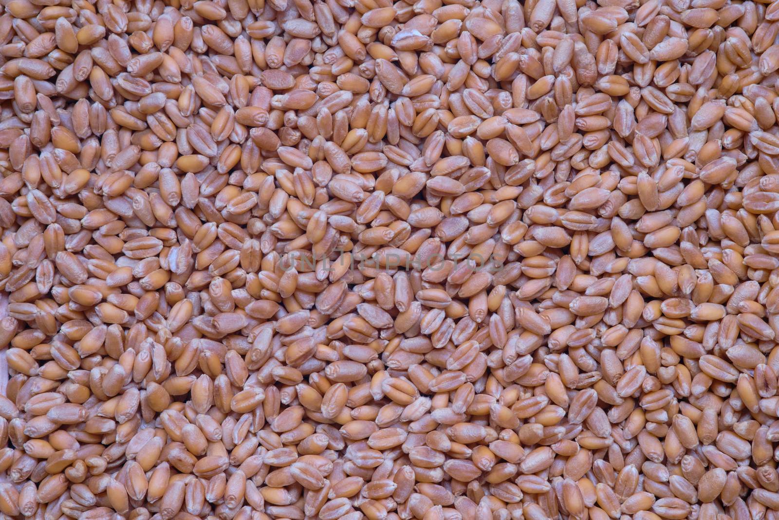 Grains of wheat as background close up, Natural dry cereal seeds for the site with the inscription, top view.