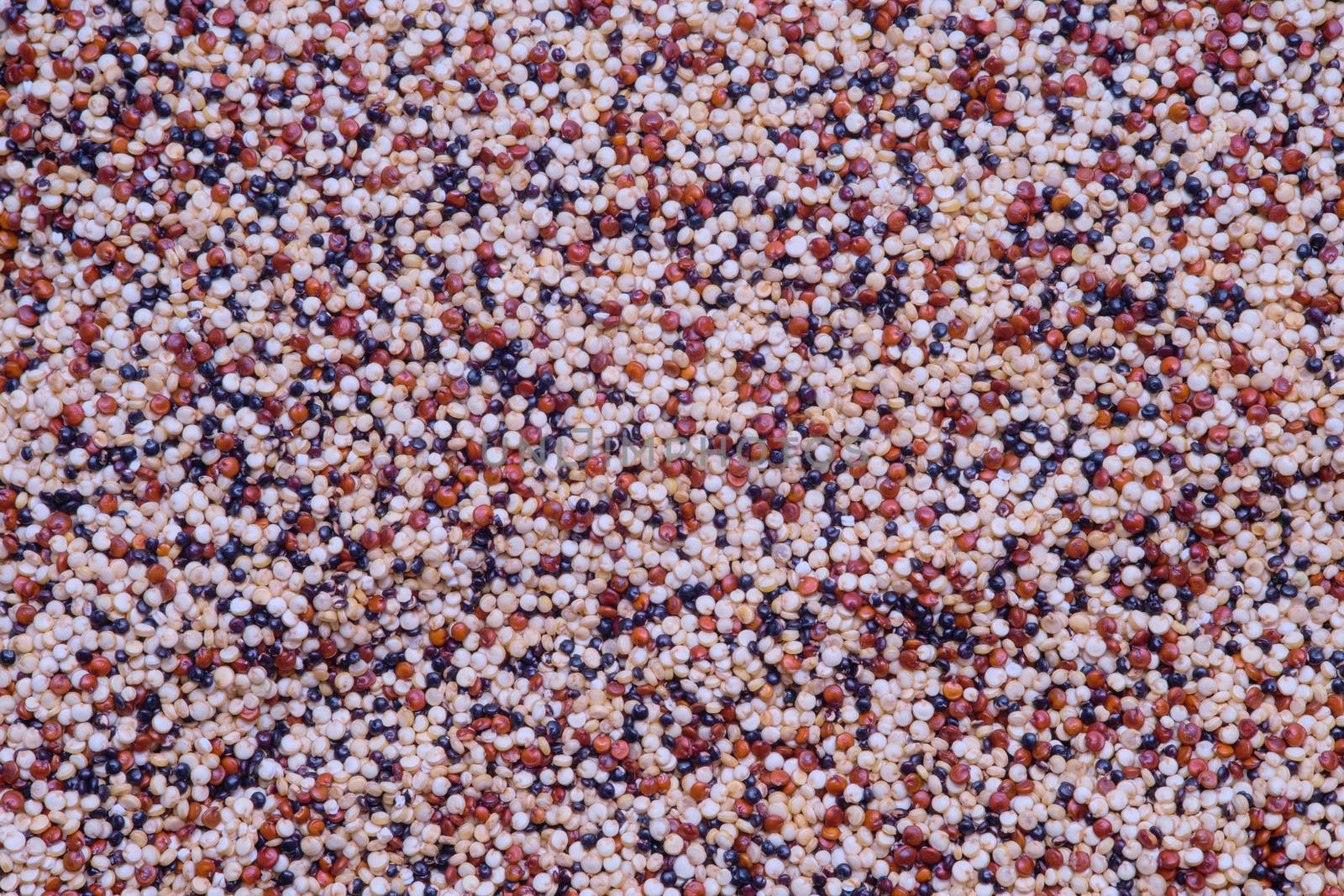 Close up of black, red and white quinoa grains as background by Fischeron
