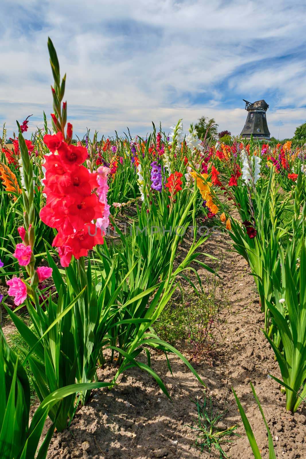 Field of colored gladioli against a cloudy sky by Fischeron