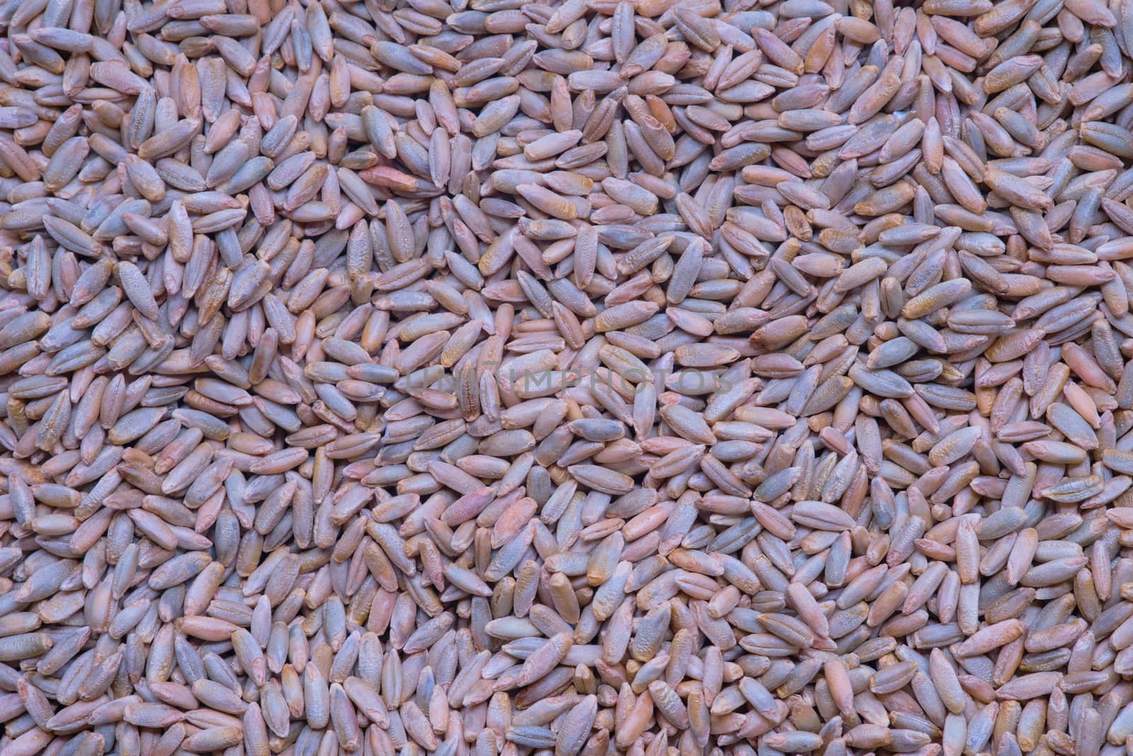 Grains of rye as background close up, Natural dry cereal seeds for the site with the inscription, top view.