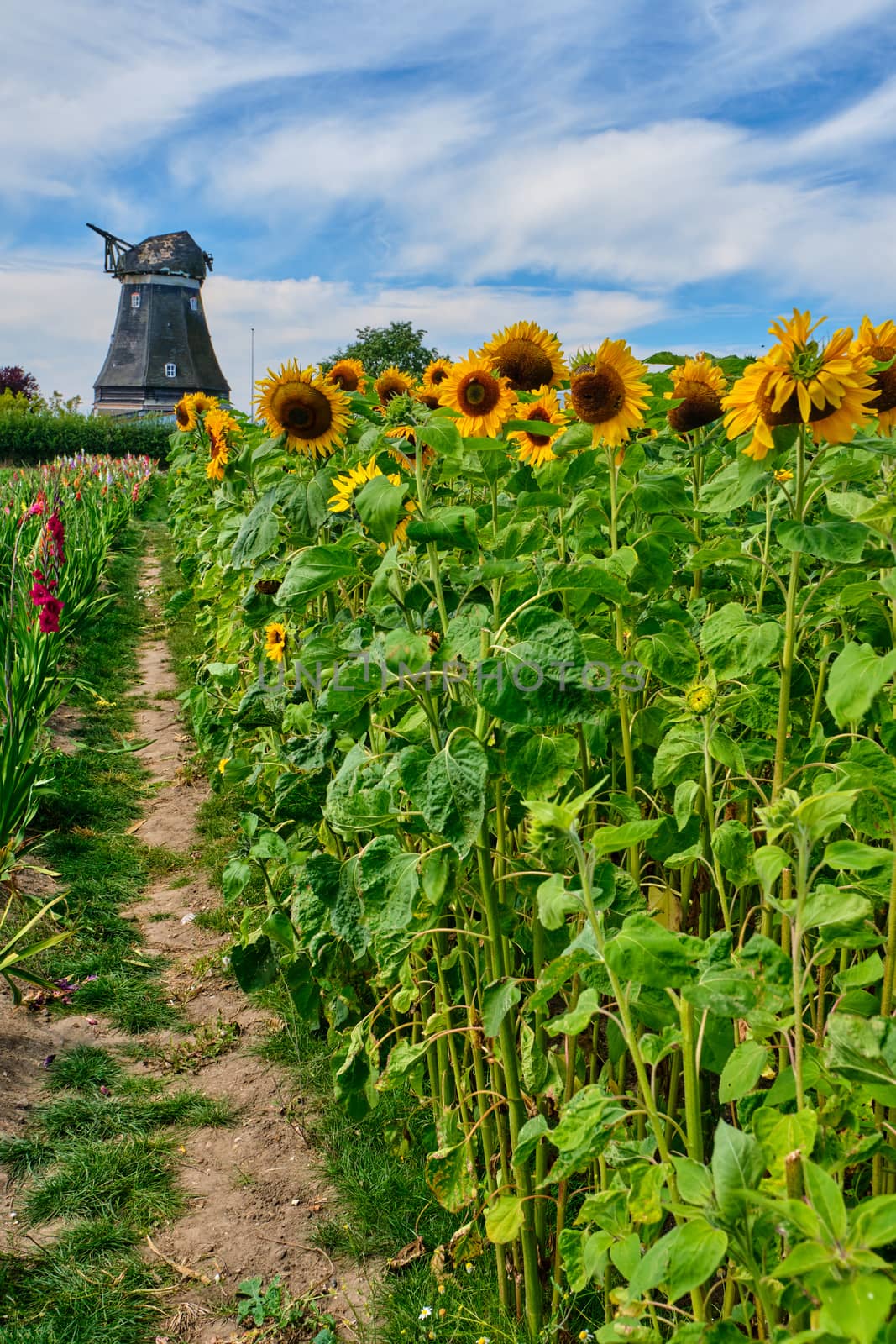 Sunflowers with bumblebee against the background of the cloudy sky by Fischeron