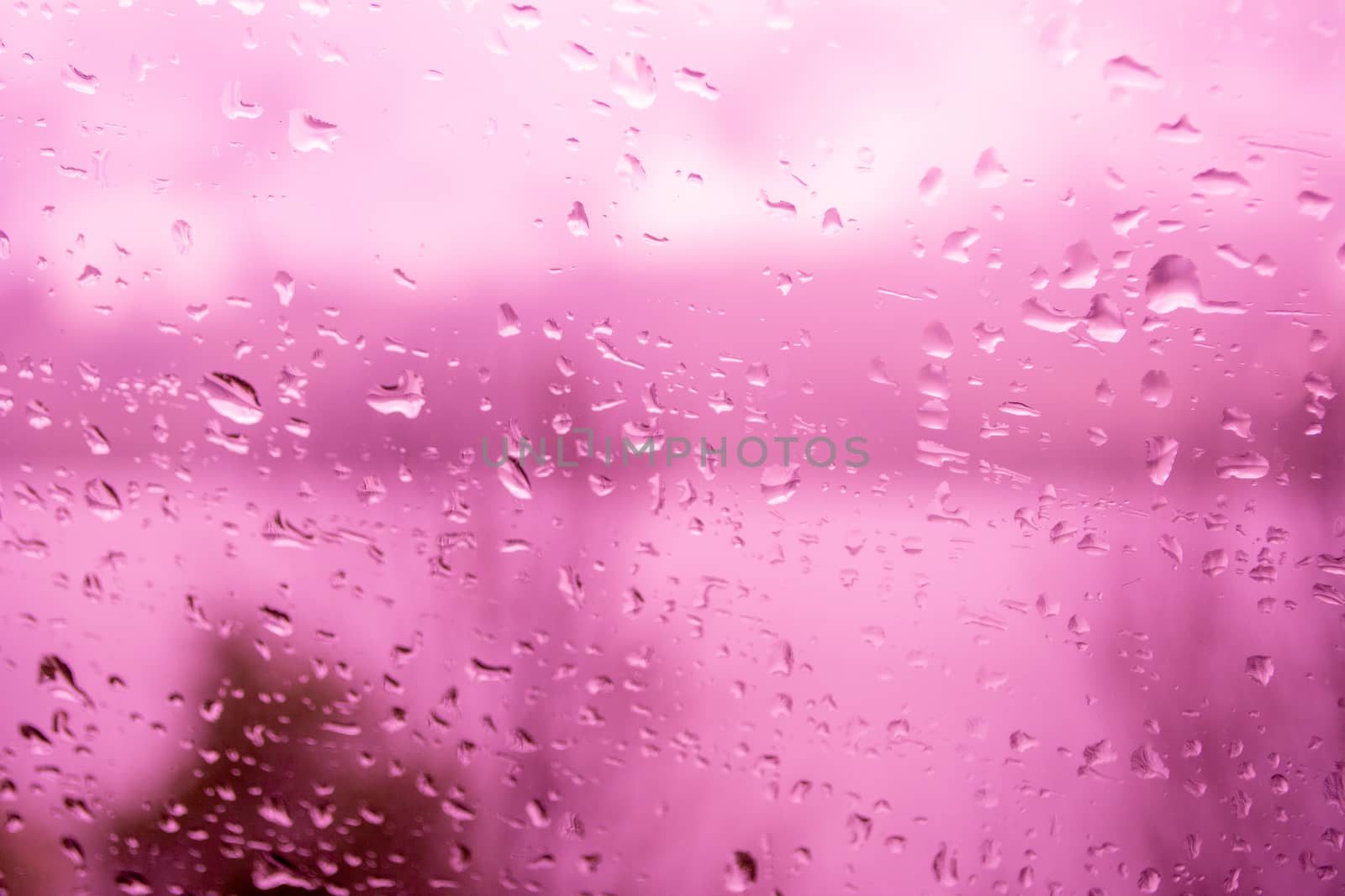 Raindrops on a window, illustrating gray and rainy weather during the day. Magenta background. by kb79