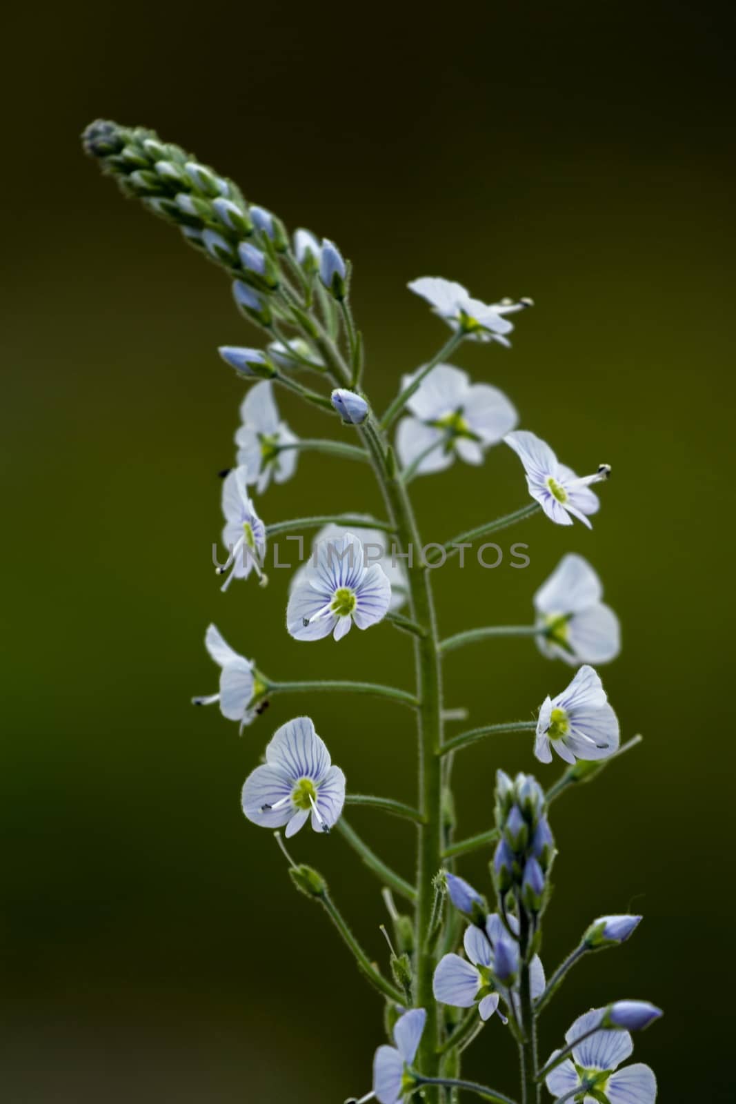 Close up on gentian speedwell, Veronica gentianoides flower plant
