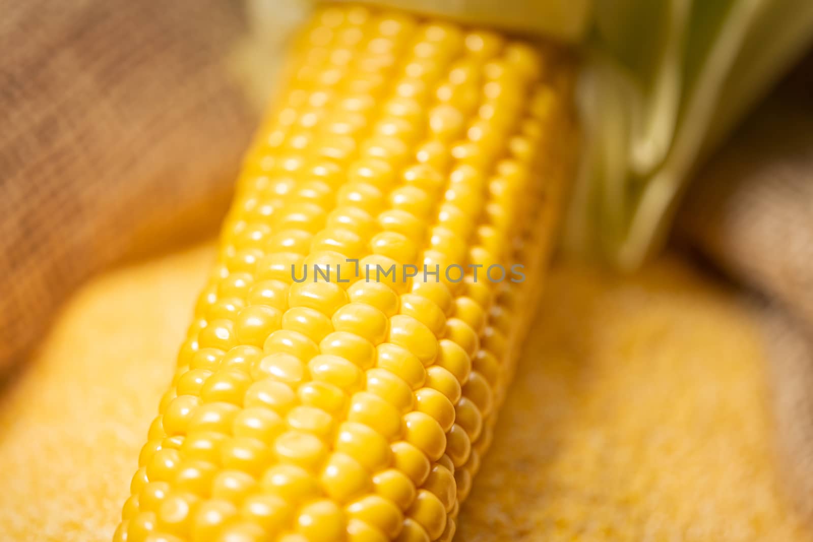 Ripe young sweet corn cob and cornmeal close up by Robertobinetti70