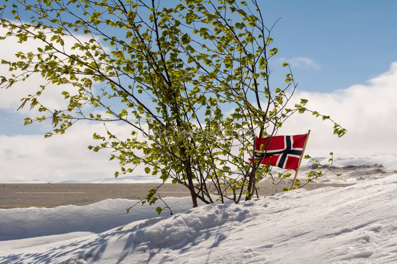 Winter scene with snow, small tree with leafs and norwegian flag by kb79