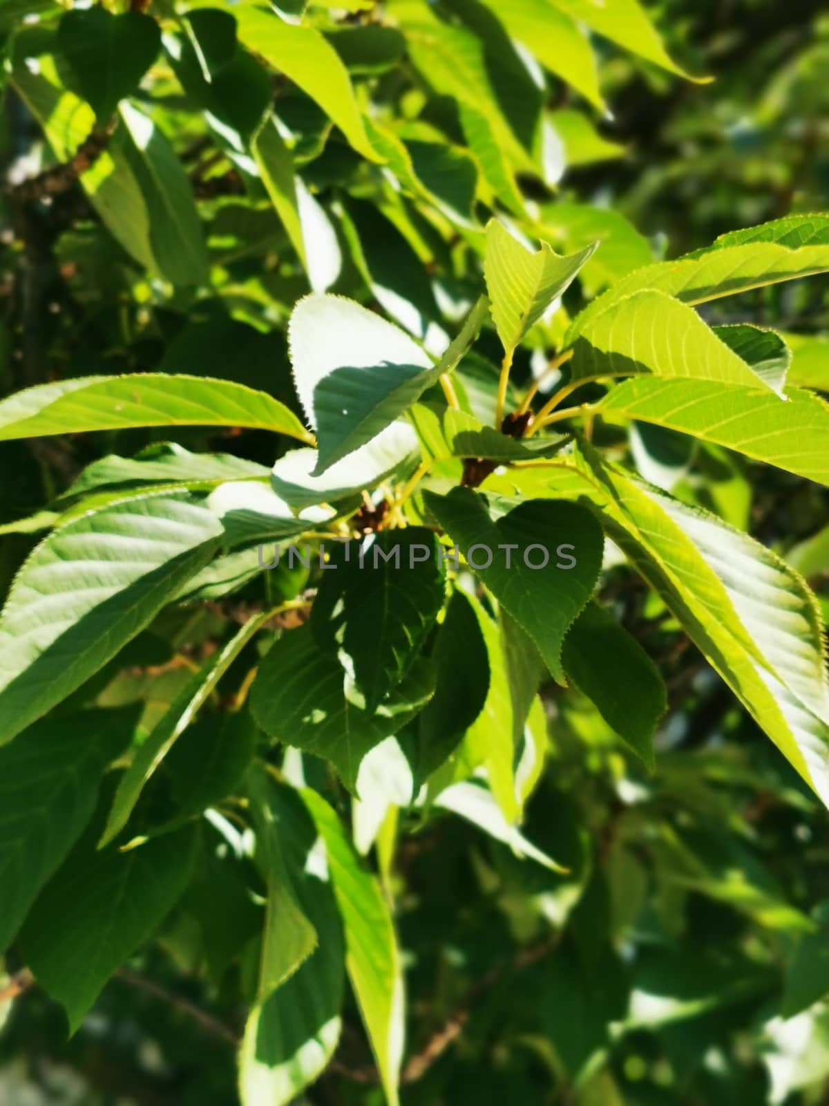 A tree with green leaves. High quality photo