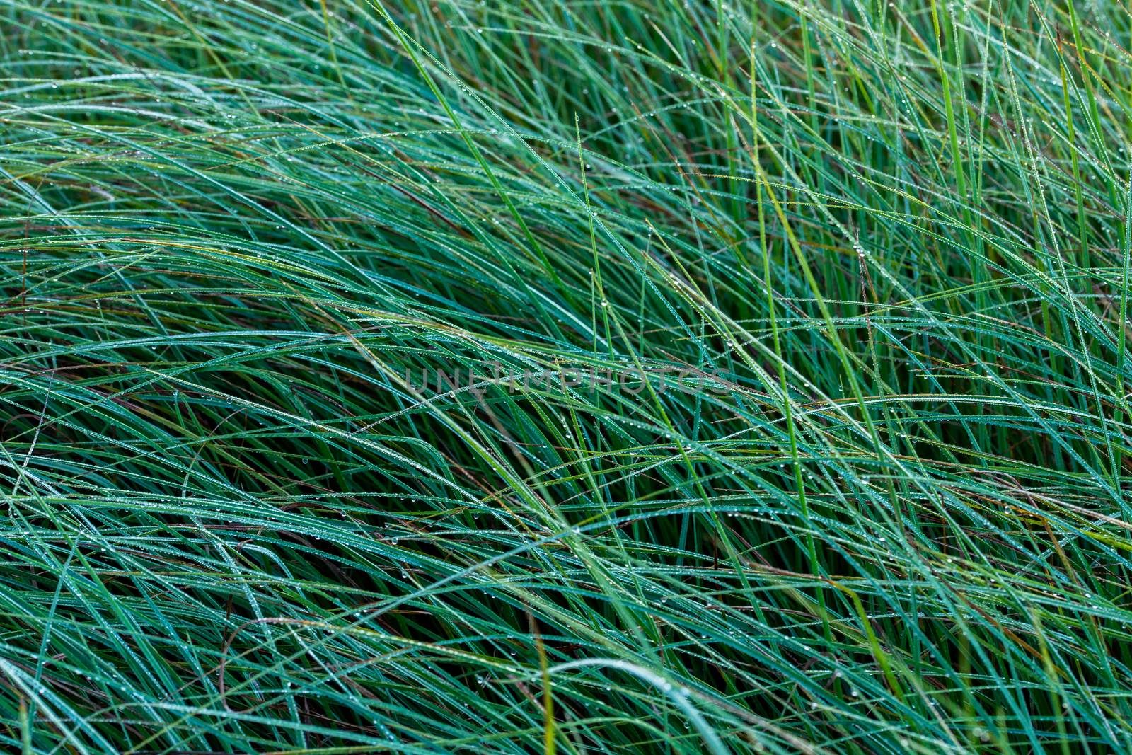 Long thin green swamp grass with morning dew. Close-up with selective focus and bokeh blur.