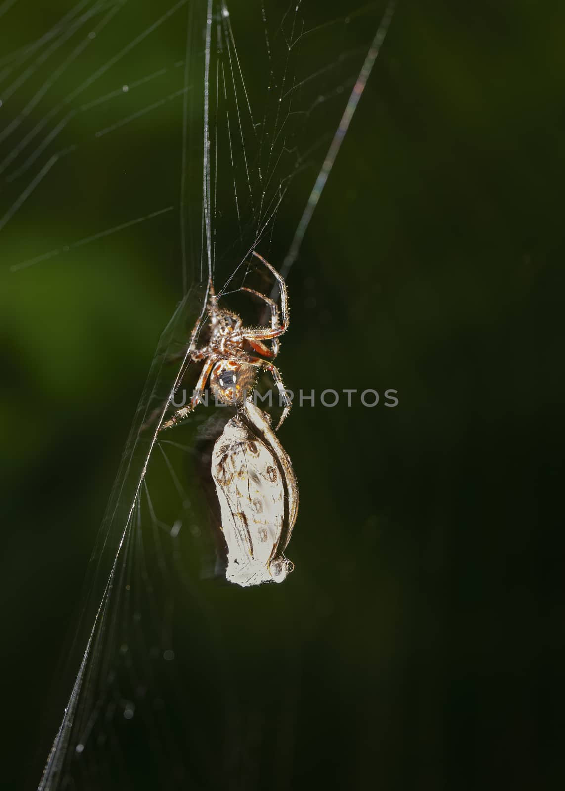 Spider Catches a Moth by CharlieFloyd
