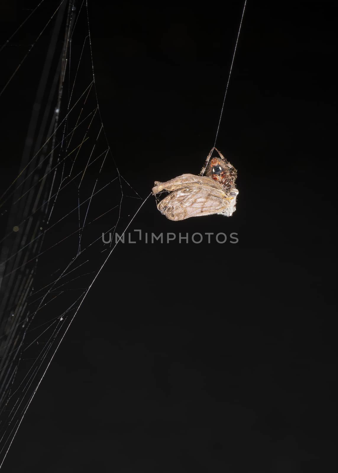 Spider wraps a captured moth with silk.