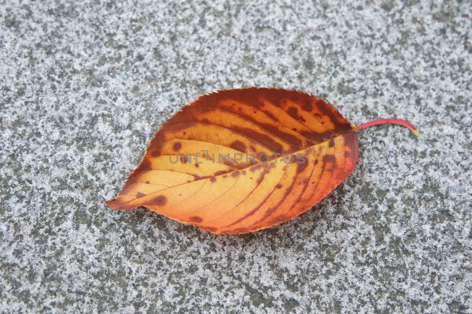 Dried brown leaf with dark veins. Dried leaf on grey concrete floor with copy space for text.