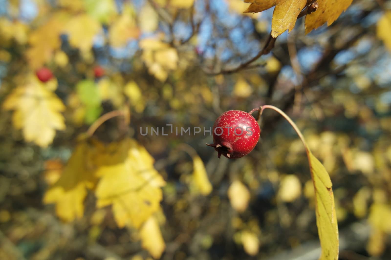 Close up of ripe red berries on branches of rose hips tree with golden leaves in autumn season