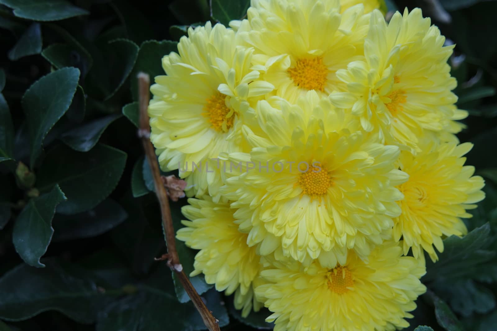 Closeup view of lovely yellow flower against a green leaves blurred background. This flower is found in South Korea.