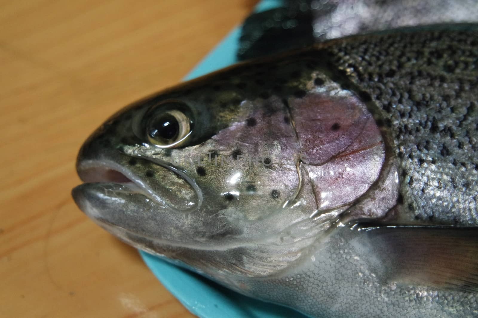 Fish closeup with a gray or grey and silver shiny skin scales isolated on a blue background. Fish skin texture pattern background.