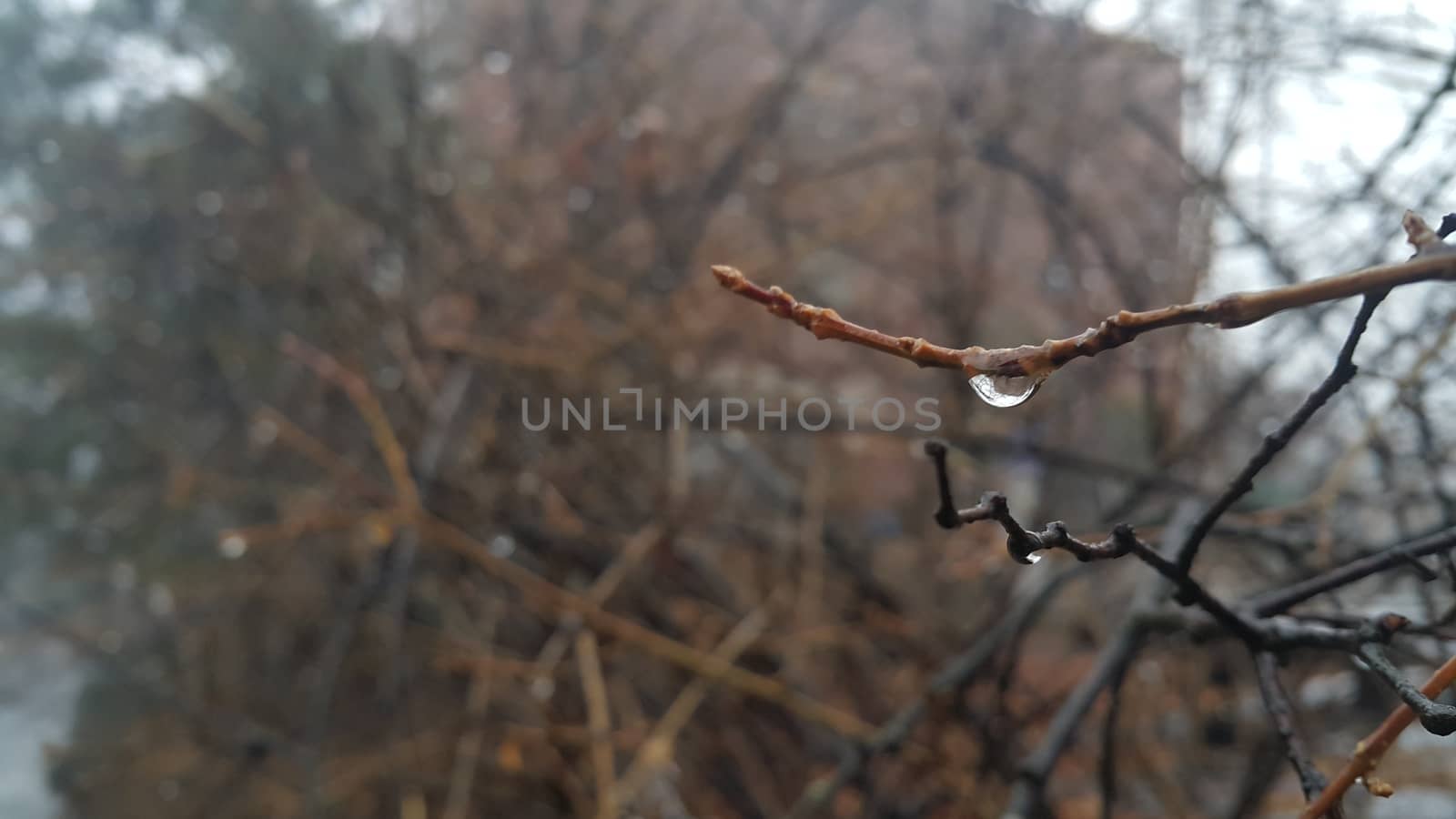 Closeup macro view of tree branches with water drop dripping in autumn season. a drop of water at the end of a branch like a teardrop. Rainy weather background