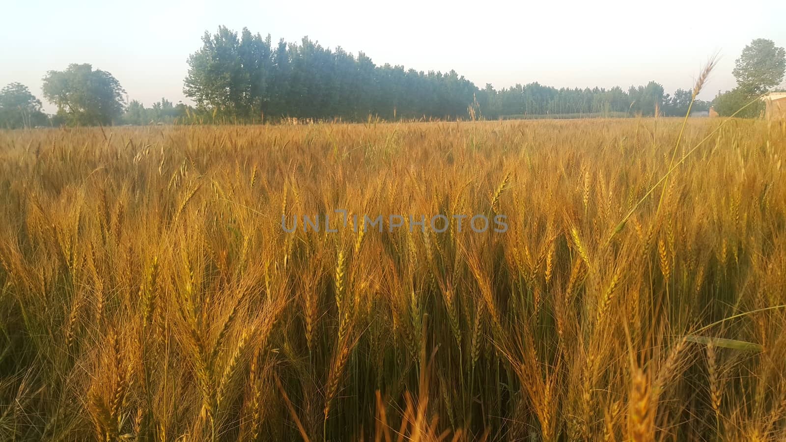 Closeup view of barley spikelets or rye in barley field. Green dried barley focused in large agricultural rural wheat field.