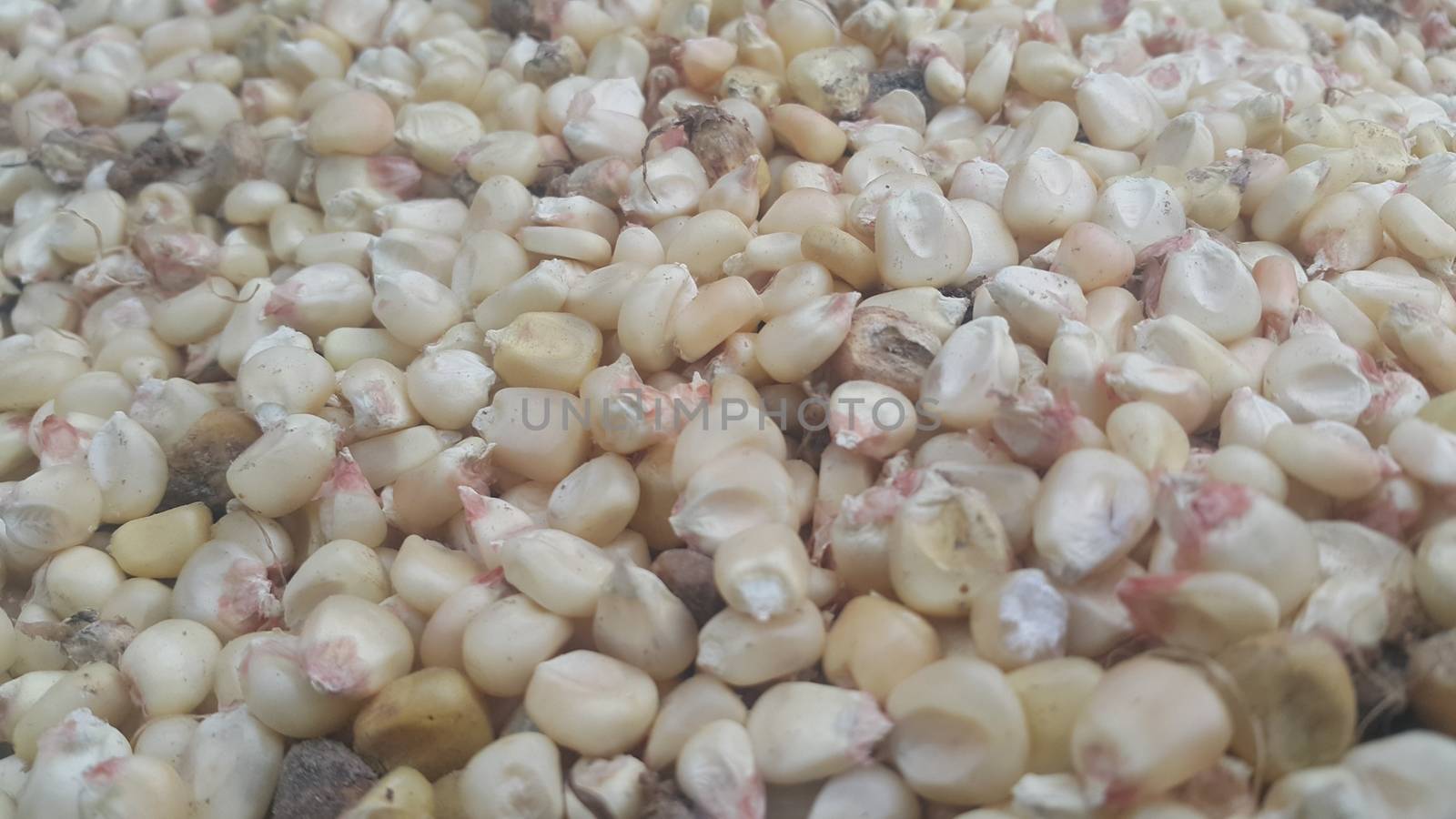 Closeup selectively focues view of jowar (Sorghum) arrange as background. Food background for text and advertisements