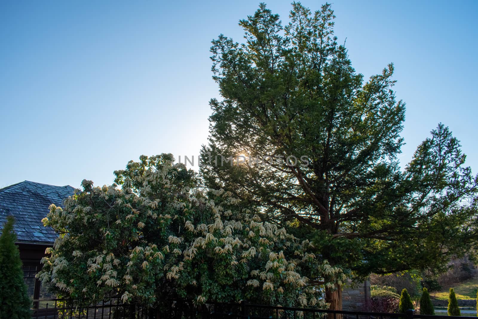 The Sun Shining Through Trees on a Clear Blue Sky in a Suburban Backyard