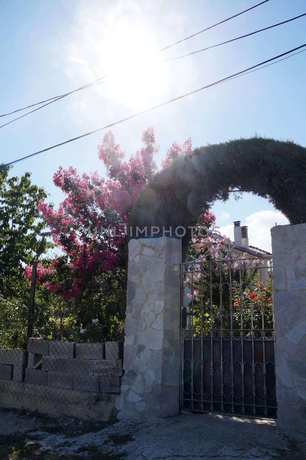 living green arch of thuja over the gate on sunny day