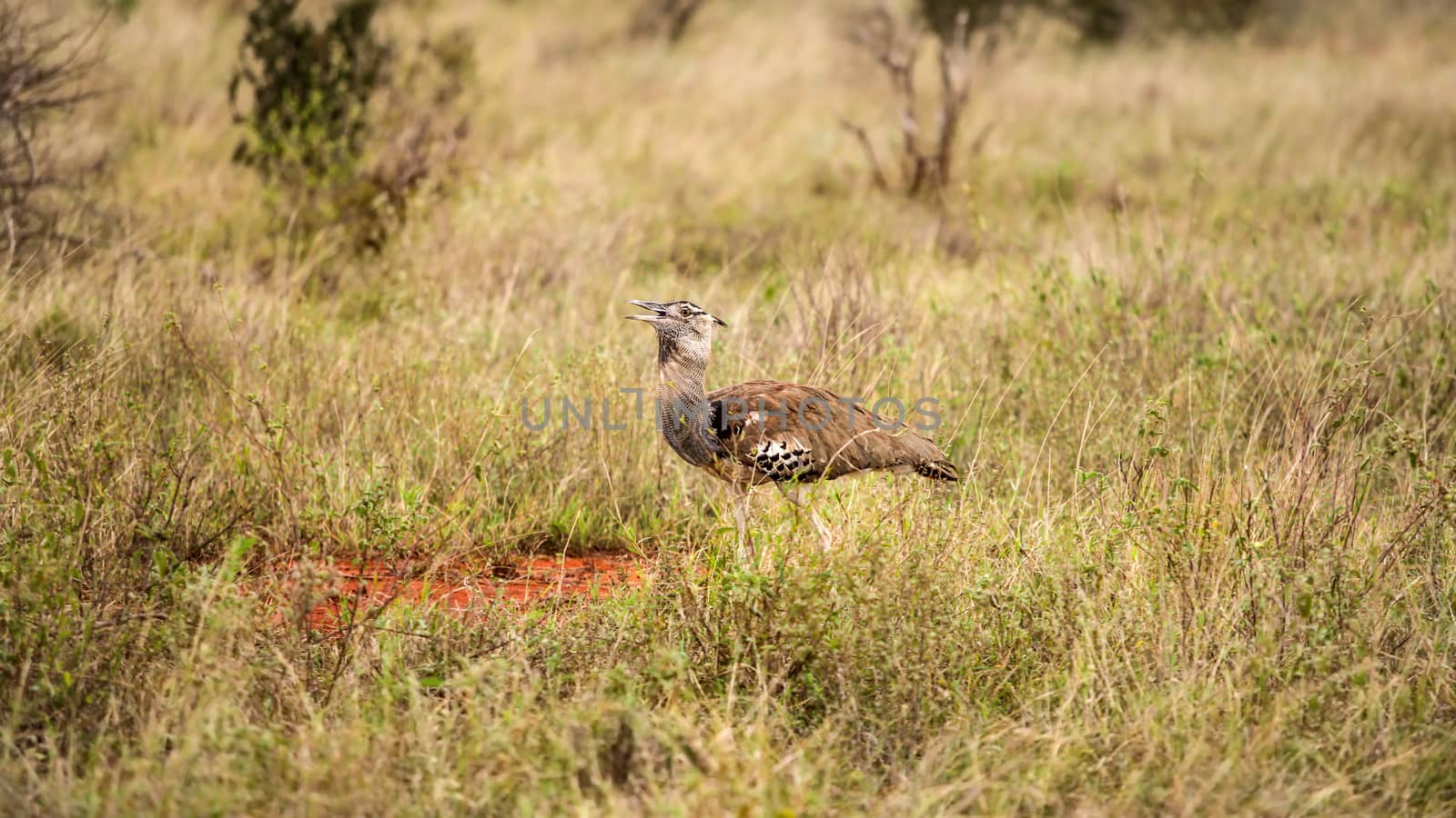 Kori bustard (Ardeotis kori struthiunculus) walking in grass. Ts by Ivanko