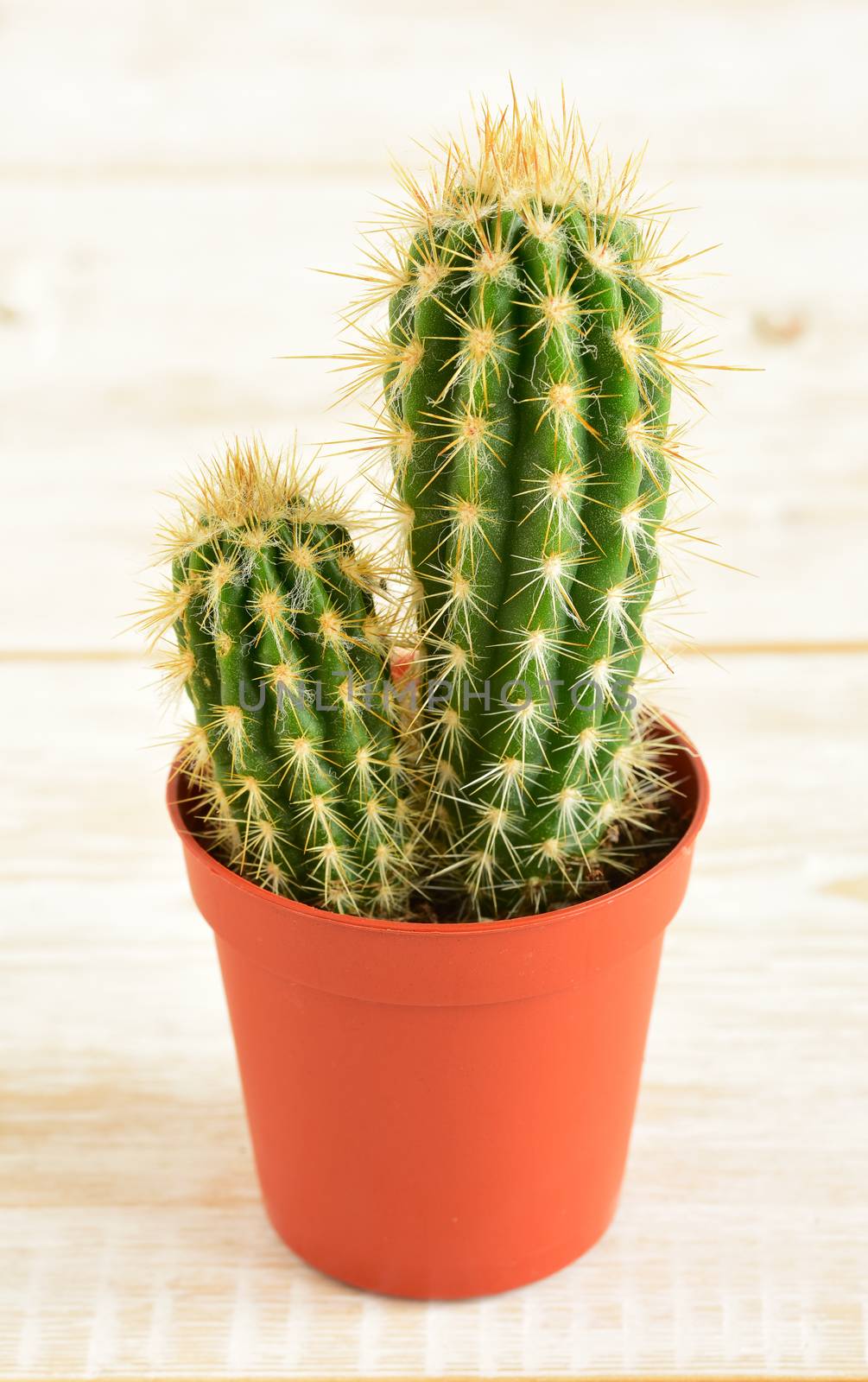 room flowers in a pot_cactus2 by Visual-Content