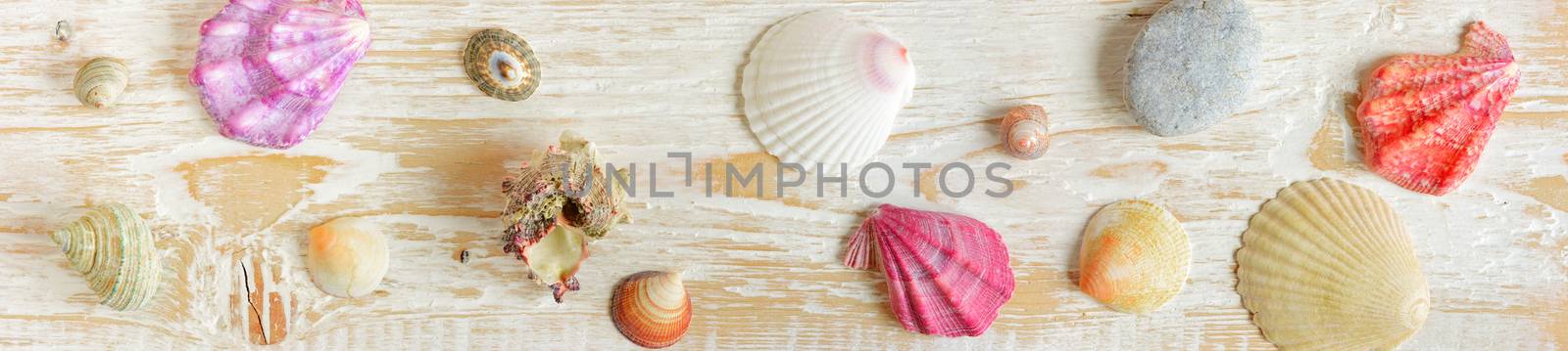 shell by Visual-Content