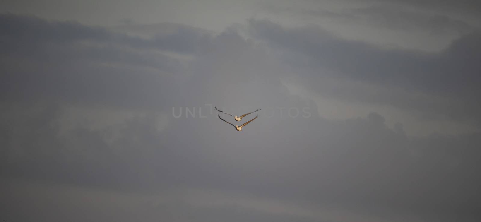 A flock of pelican birds flying by 9500102400