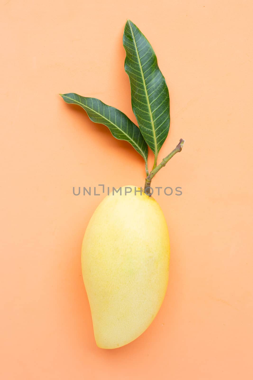 Yellow mango on orange background, Tropical fruit  juicy and swe by Bowonpat