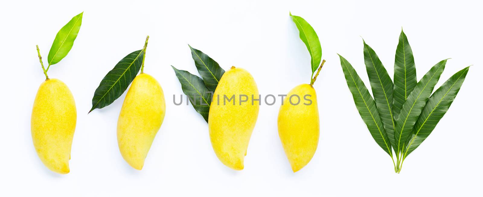 Tropical fruit, Mangoes with leaves on white background.  by Bowonpat