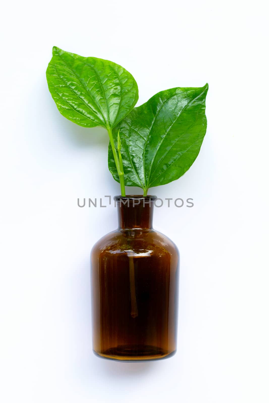 Fresh piper sarmentosum or wildbetal leafbush with essential oil bottle on white background.