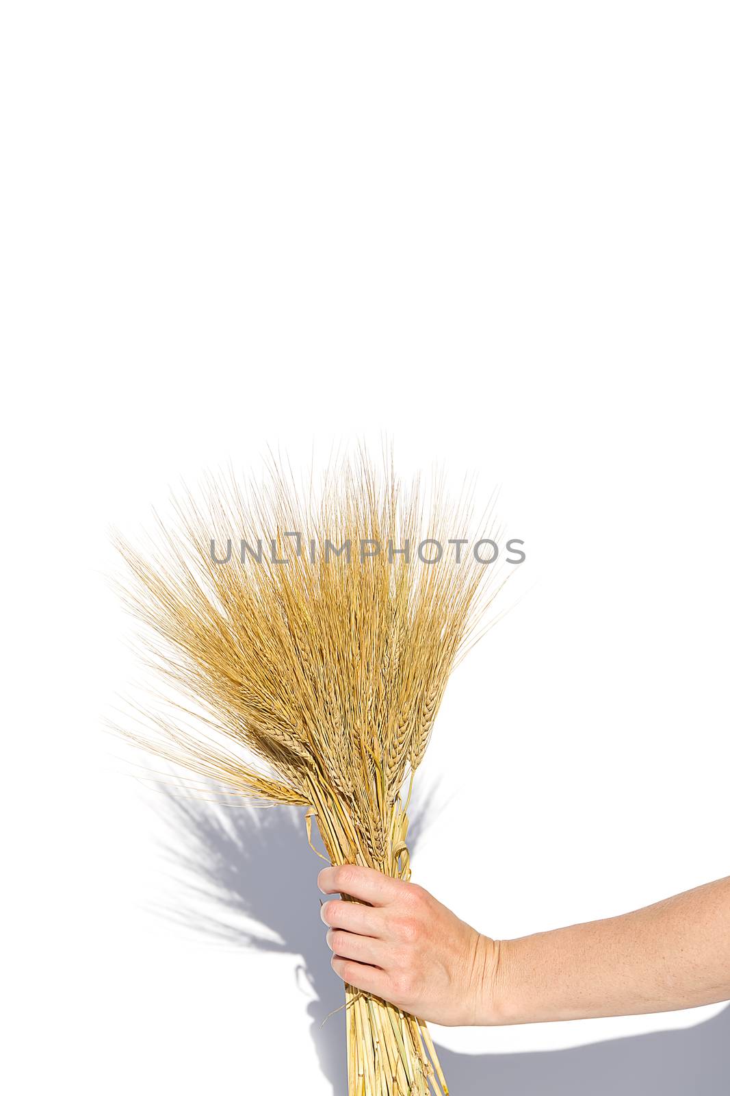 woman hand hold wheat ears isolated on the white background with copy space. by PhotoTime