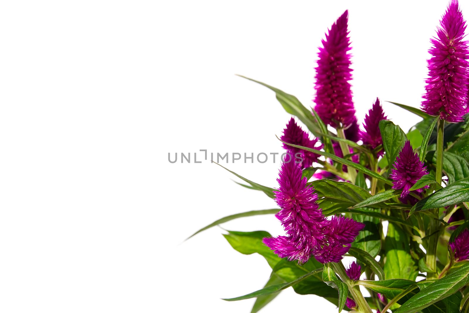 Potted Cockscomb celosia spicata plant isolated on white. Pink flower of celosia spicata is in the family Amaranthaceae, home tropical flower. by PhotoTime