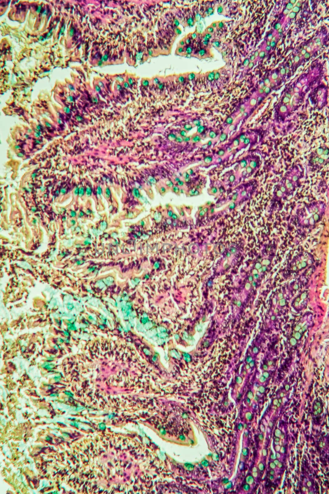 Small intestine pig tissue across 100x by Dr-Lange