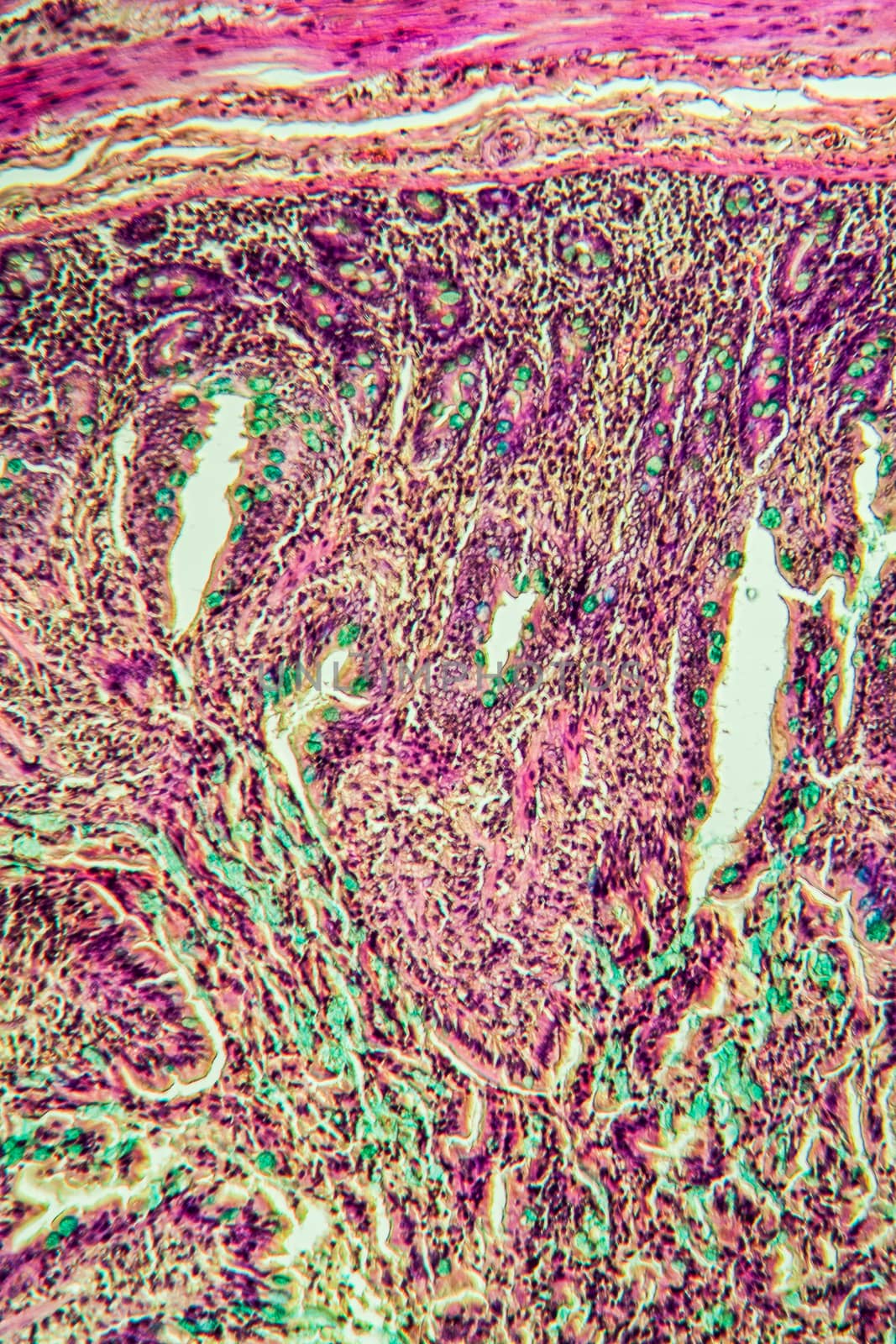 Small intestine pig tissue across 100x