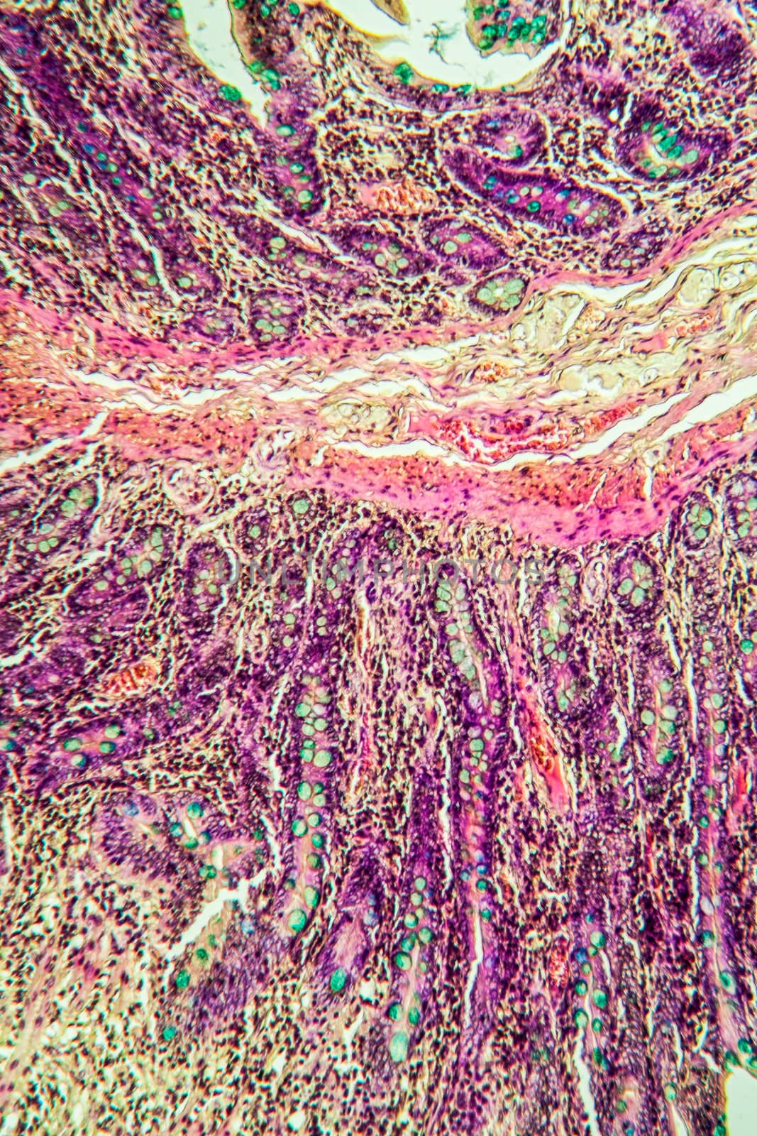 Small intestine pig tissue across 100x