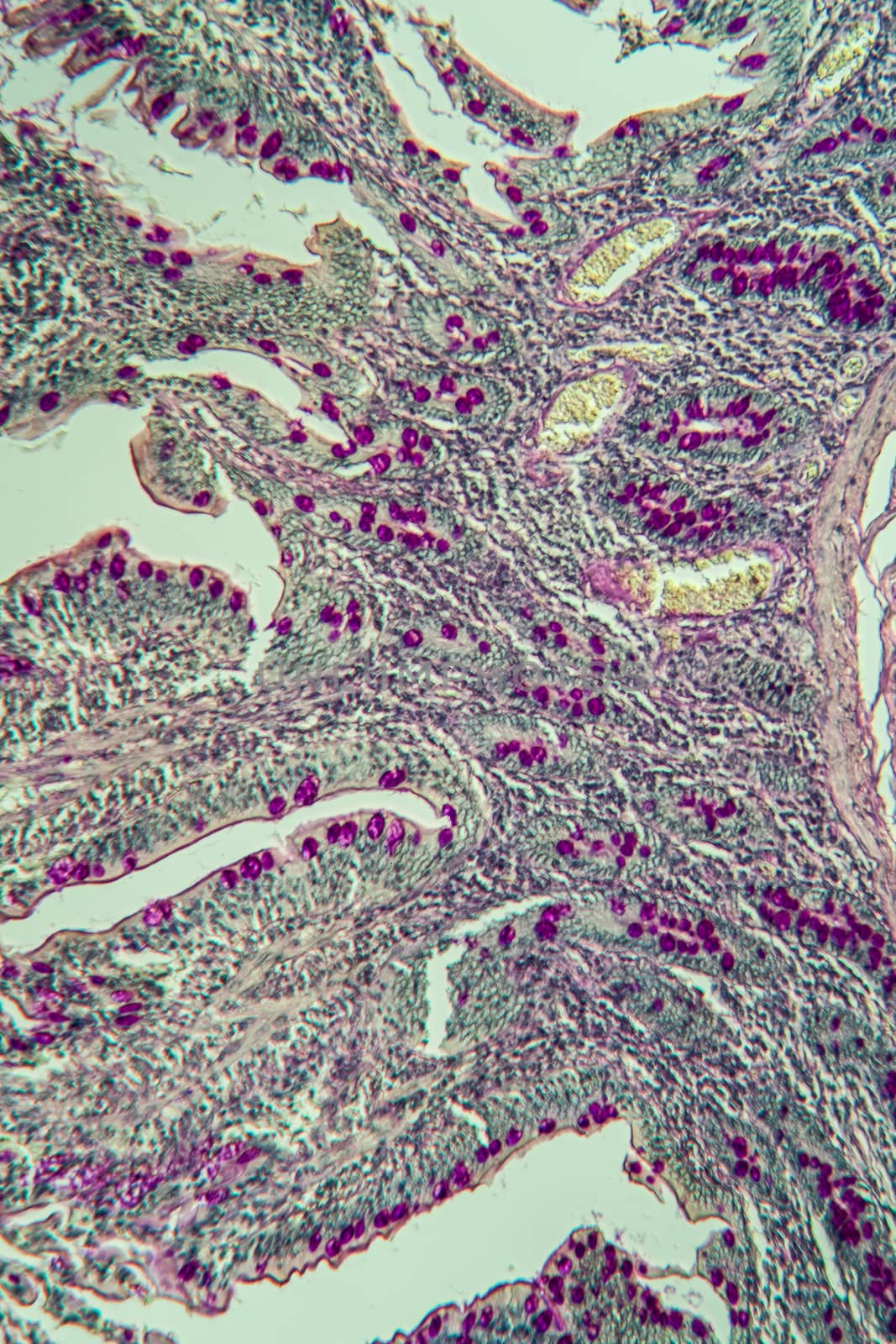 Small intestine pig tissue across 100x by Dr-Lange