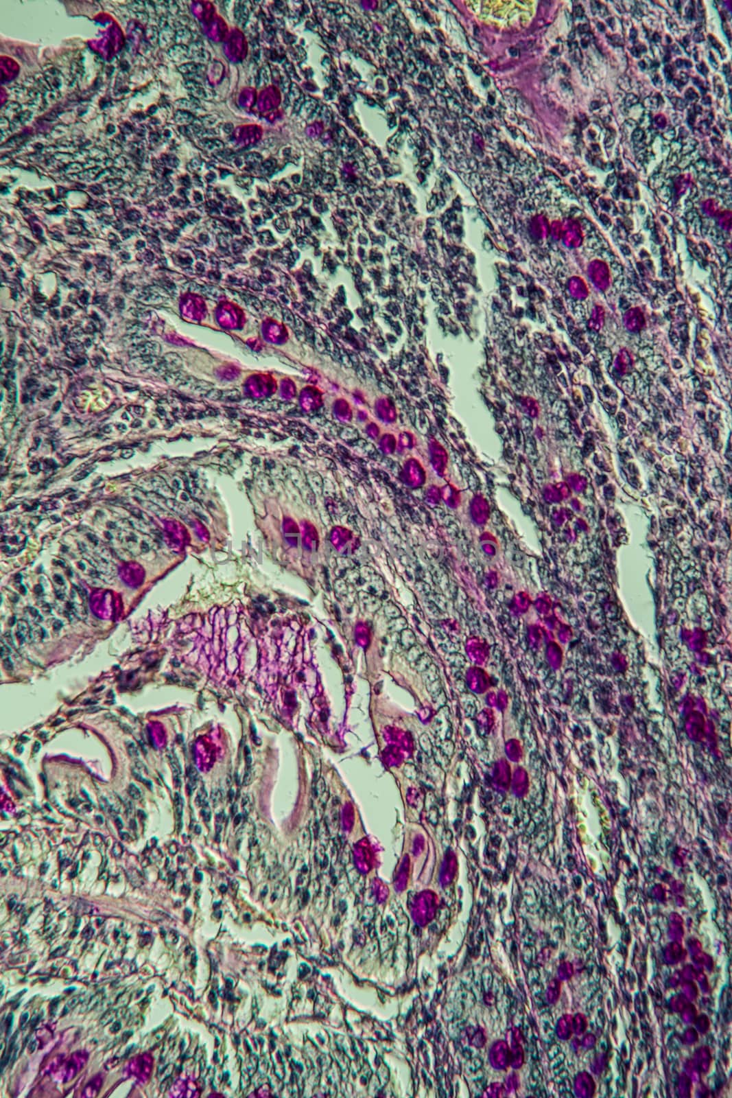 Small intestine pig tissue across 100x by Dr-Lange