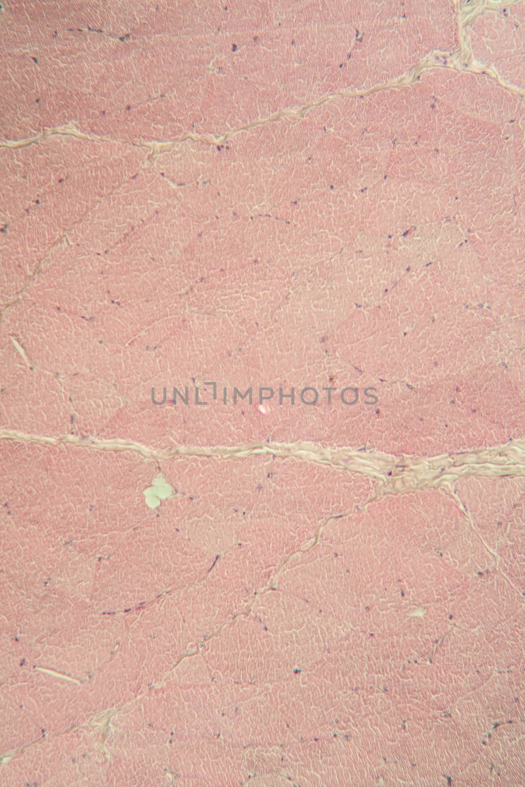 Skin under the microscope 100x by Dr-Lange