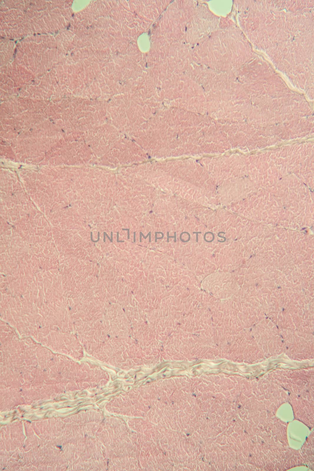 Skin under the microscope 100x by Dr-Lange