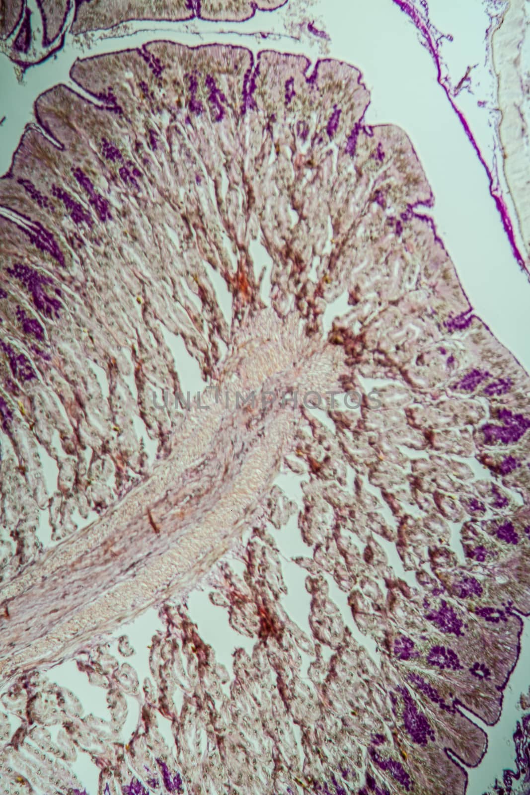 Cross-section through the intestine with glands 100x by Dr-Lange