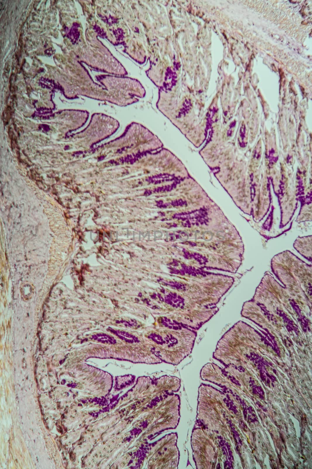 Cross-section through the intestine with glands 100x by Dr-Lange