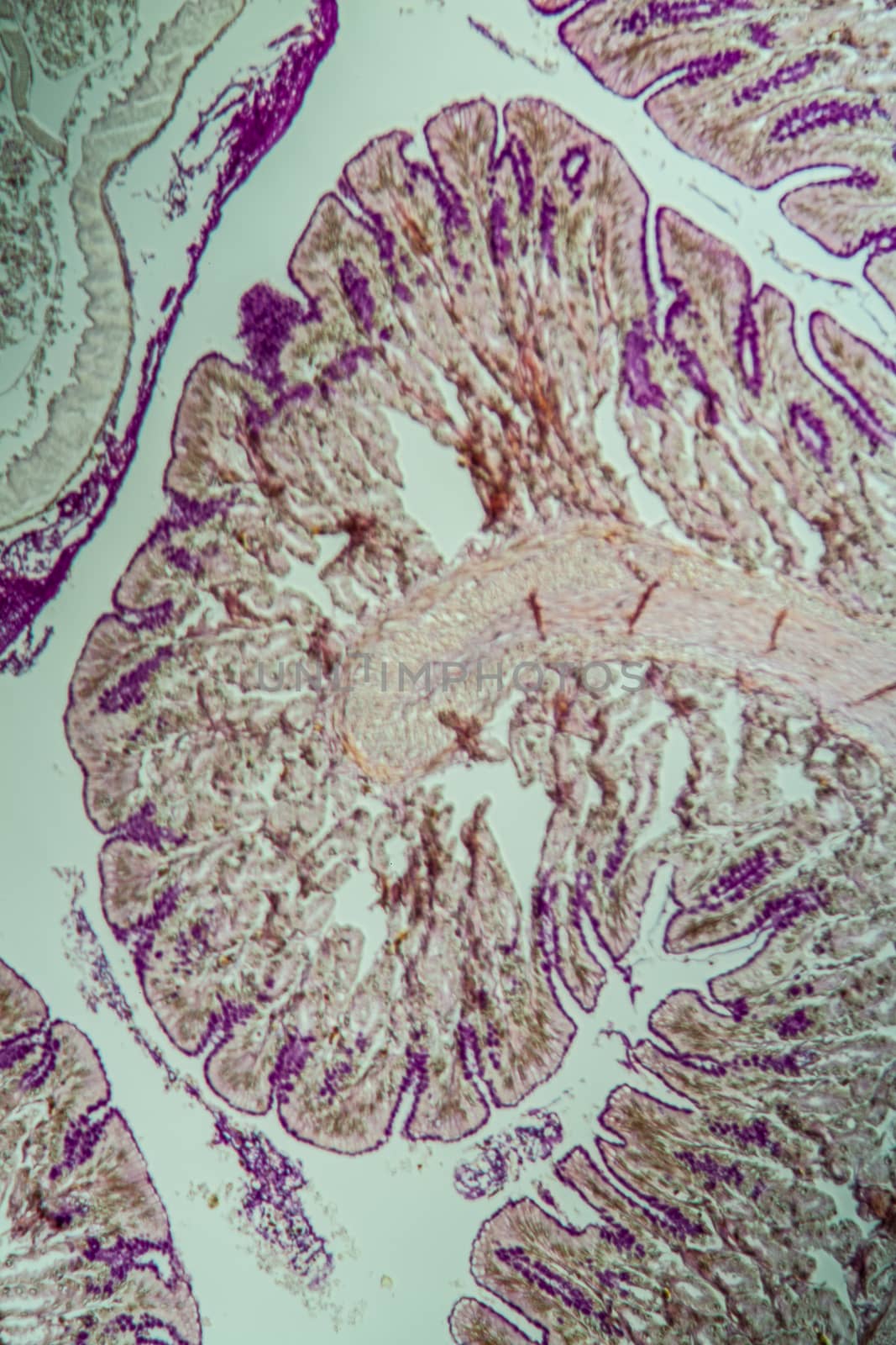 Cross-section through the intestine with glands 100x by Dr-Lange