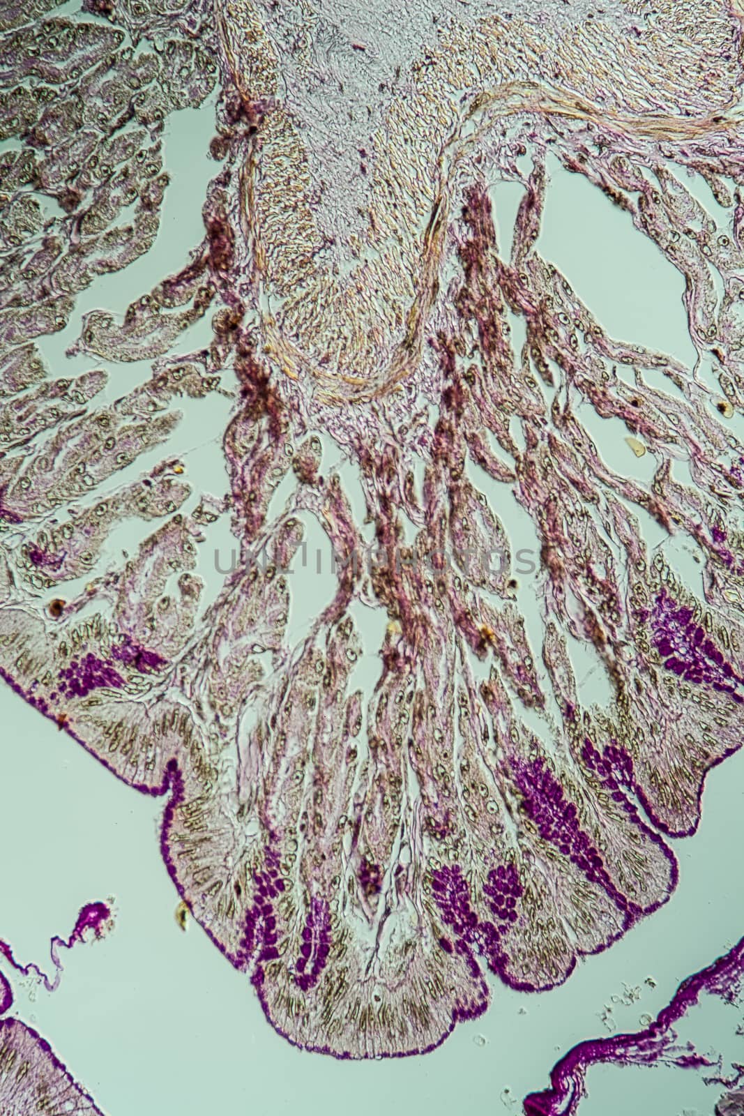 Cross-section through the intestine with glands 200x